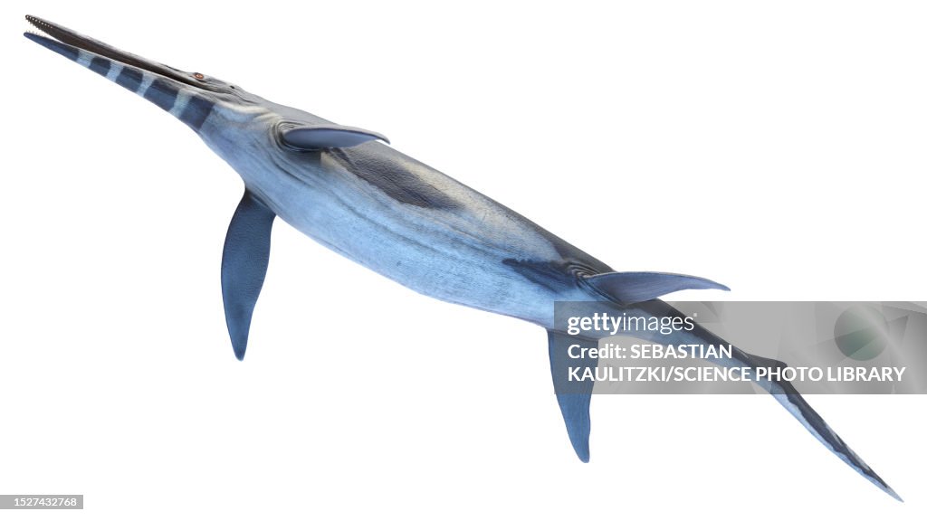 Shonisaurus ichthyosaur, illustration