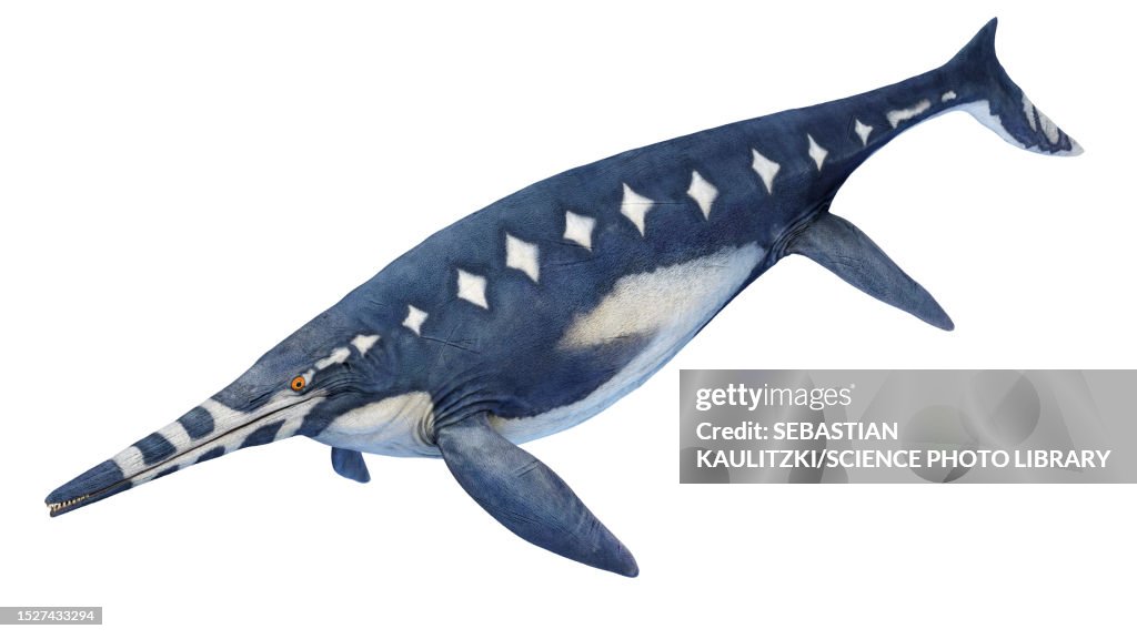 Shonisaurus ichthyosaur, illustration