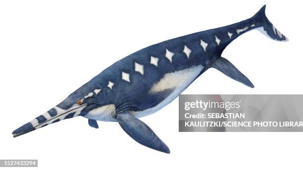 shonisaurus ichthyosaur, illustration - shonisaurus stock illustrations