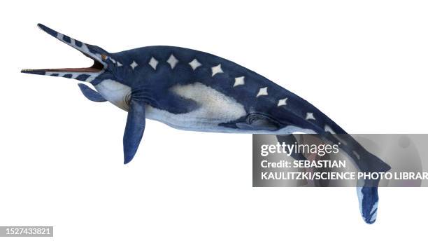 shonisaurus ichthyosaur, illustration - shonisaurus stock illustrations
