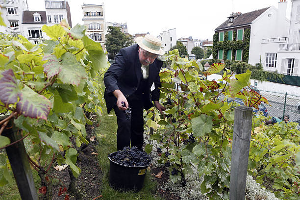 Volunteer harvests grape on September 25, 2012 at the vineyard of Montmartre located next to the Sacre Coeur Basilica and the Lapin Agile cabaret....