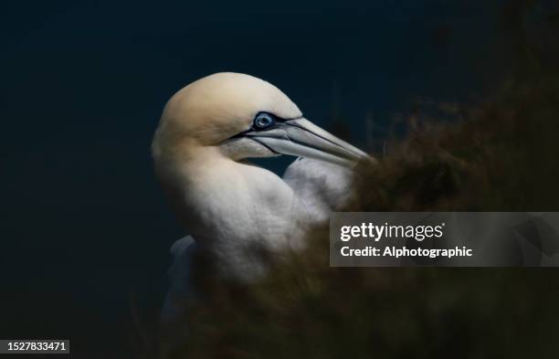 gannets on bempton cliffs - cliff house stock pictures, royalty-free photos & images