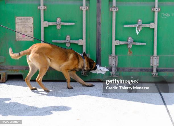 Emma', a Belgian Malinois sniffer dog checks a container for drugs on July 11, 2023 in the Port of Antwerp, Kallo, Beveeren, Belgium. Drugs, in...