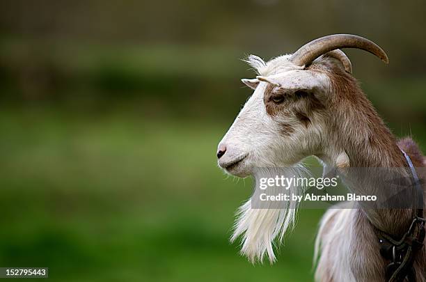 Goatis Pfp Goat Profile Photos and Premium High Res Pictures - Getty Images