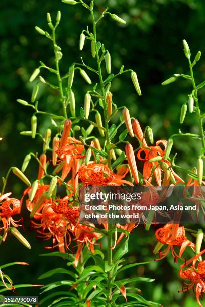 tiger lily / lilium lancifolium: flowers swaying in gentle breeze - tiger lily flower foto e immagini stock