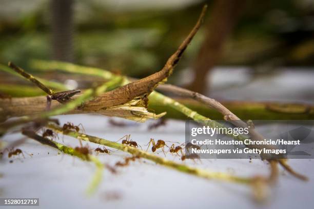 Texas leaf cutter ant explore their new space at the Houston Zoo Bug House, which will open to the public May 24. Monday, May 19, 2014.