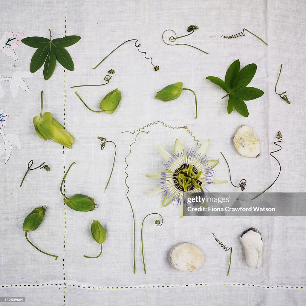 Passion flower, tendrils and leaves