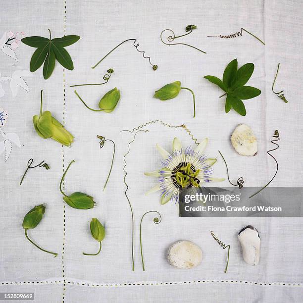 passion flower, tendrils and leaves - passion flower stock pictures, royalty-free photos & images