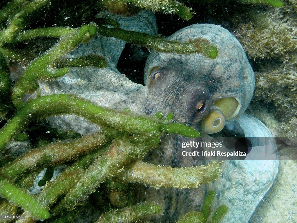 Common octopus