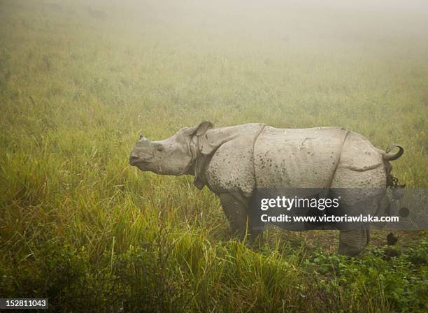 rhino - kaziranga national park photos et images de collection