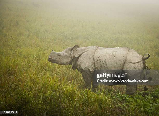 rhino - kaziranga national park stock pictures, royalty-free photos & images
