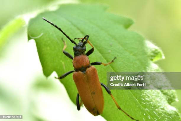 Red Weird Insect 3,178 Strange Insects Stock Photos, High-Res Pictures, and Images ...