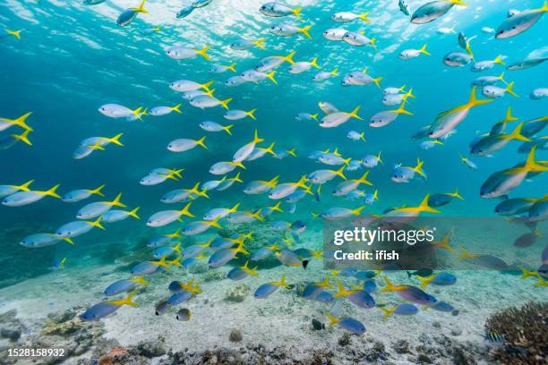 school of redbelly yellowtail fusilier caesio cuning in shallow water, triton bay, indonesia - sergeant major fish stock pictures, royalty-free photos & images