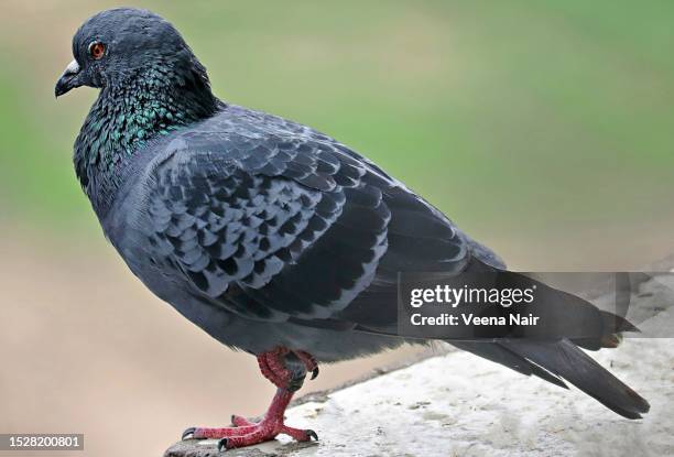 rock dove pigeon/common pigeon/columba livia standing on one leg/ahmedabad - columbidae stock pictures, royalty-free photos & images