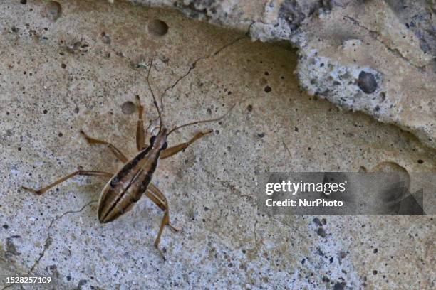 Assassin Bug in Toronto, Ontario, Canada, on July 08, 2023.