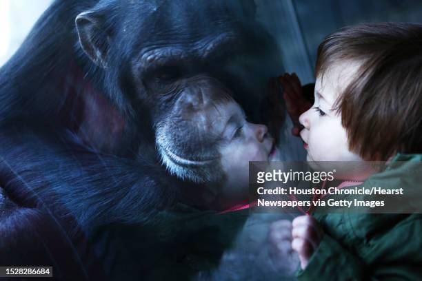 Mallory Hassler of Houston visits the chimpanzees habitat during a visit to the Houston Zoo with her family, Thursday, Feb. 26, 2015.