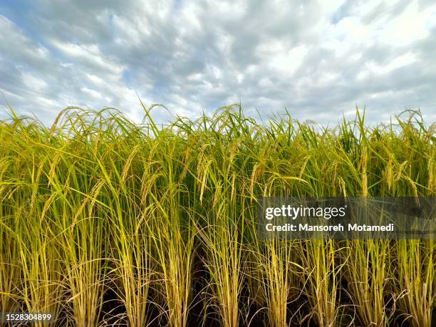 Persian Rice Field 1,205 Persia Farm Stock Photos, High-Res Pictures, and Images - Getty ...
