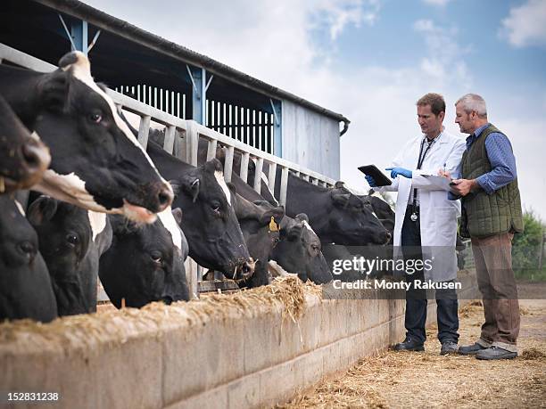 farmer and vet inspecting cows feeding from trough on dairy farm - feeding cows stock pictures, royalty-free photos & images