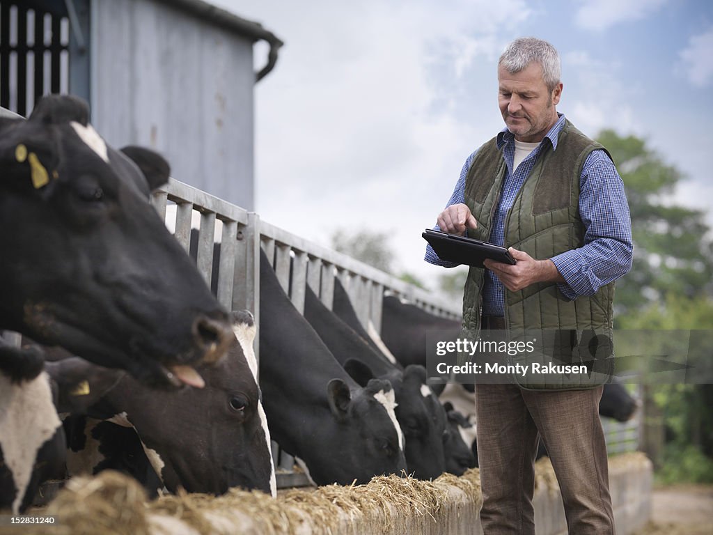 Farmer with digital tablet inspecting cows whilst feeding from trough on dairy farm