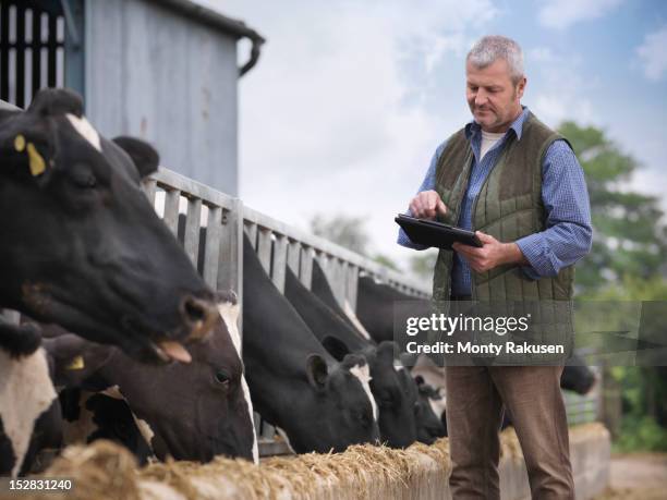 farmer with digital tablet inspecting cows whilst feeding from trough on dairy farm - farmer tablet stock pictures, royalty-free photos & images