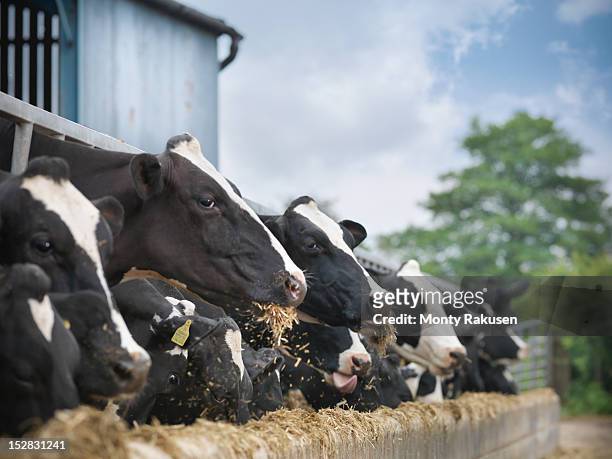 friesen cows feeding from trough on dairy farm - koe stockfoto's en -beelden