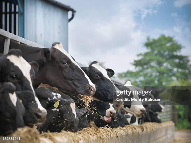 friesen cows feeding from trough on dairy farm - cows farm stock pictures, royalty-free photos & images