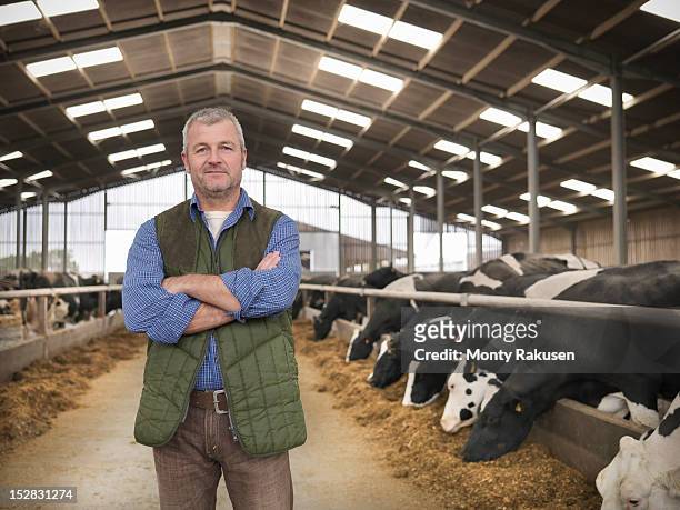 portrait of farmer with arms folded in barn with cows on dairy farm - dairy farming stockfoto's en -beelden