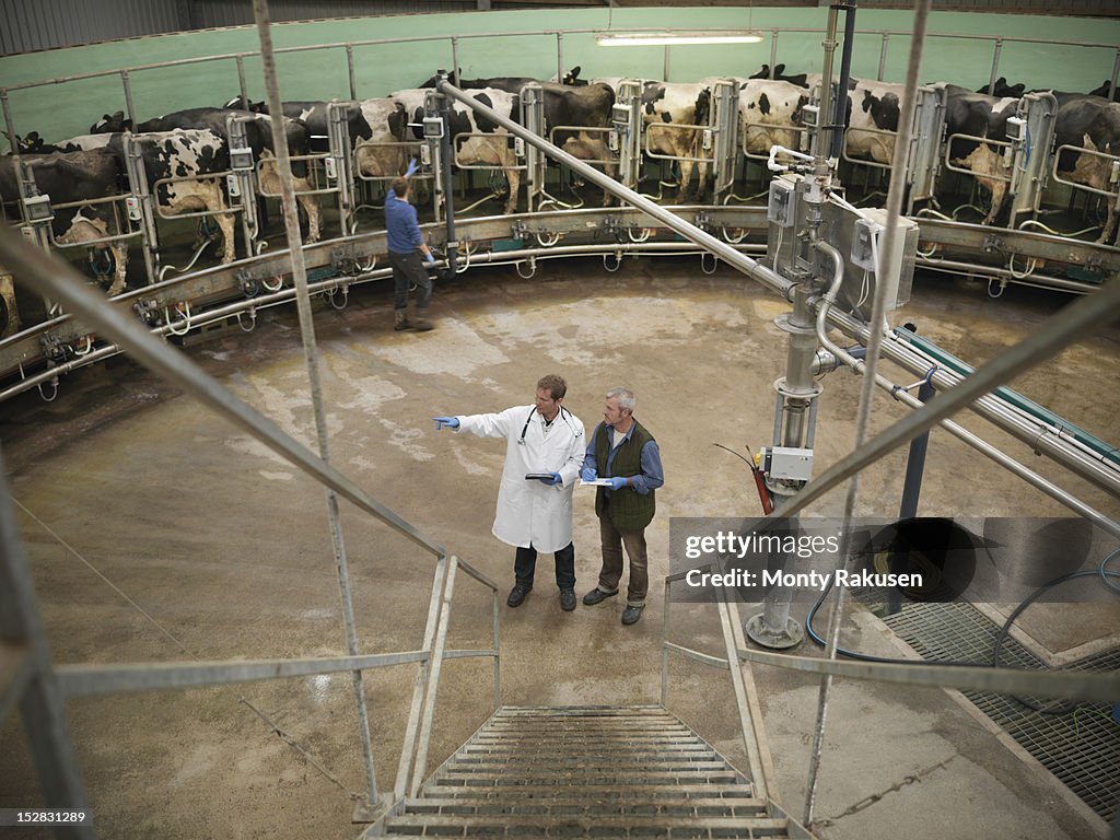 Vet and farmer at bottom on steps in rotary milking parlour on dairy farm with cows, high angle