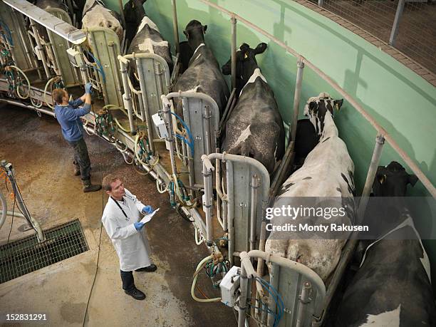 vet and farmer in rotary milking parlour on dairy farm with cows, high angle - milking farm ストックフォトと画像