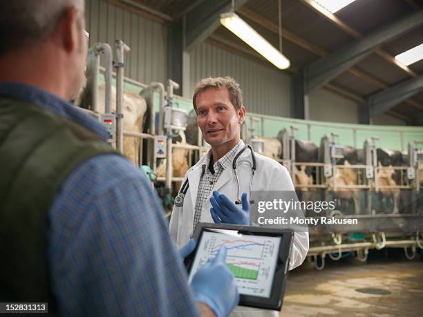 farmer with digital tablet and vet in discussion in rotary milking parlour on dairy farm with cows - veterinarian background stock pictures, royalty-free photos & images