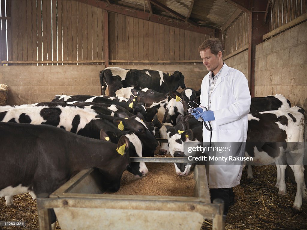 Vet inspecting calves feeding from trough in farm shed