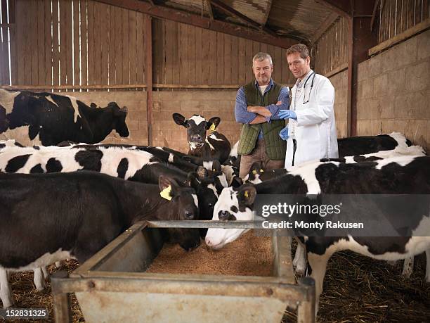 vet and farmer inspecting calves feeding from trough in farm shed - calf stock pictures, royalty-free photos & images