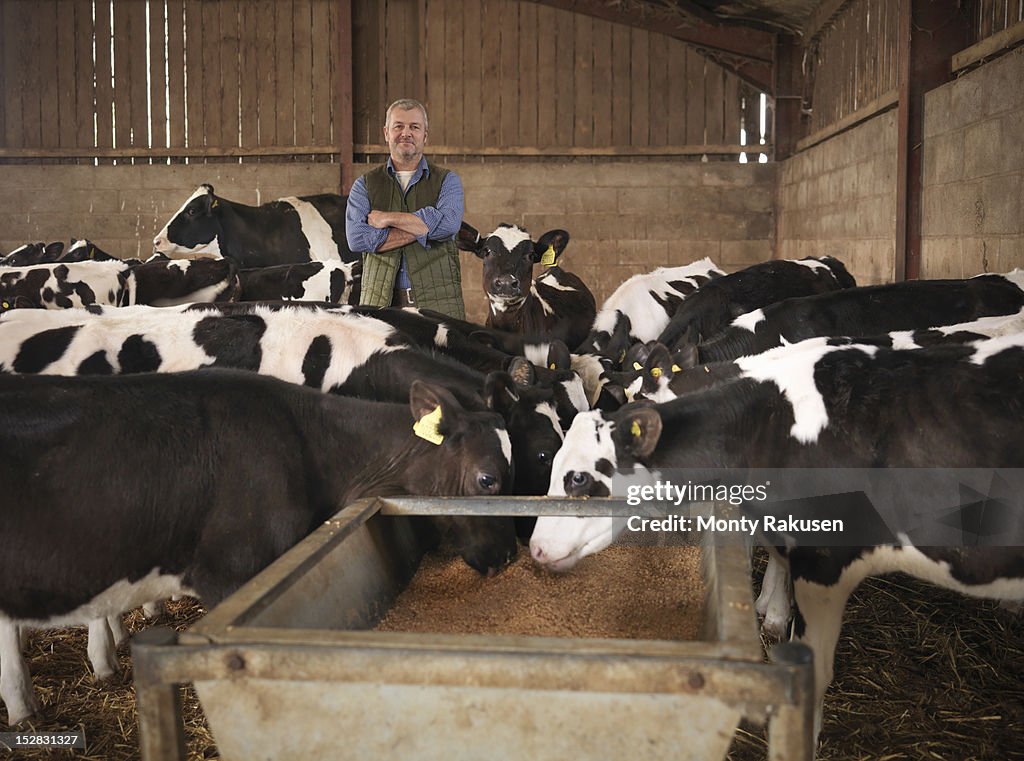 Portrait of farmer and calves feeding from trough in farm shed