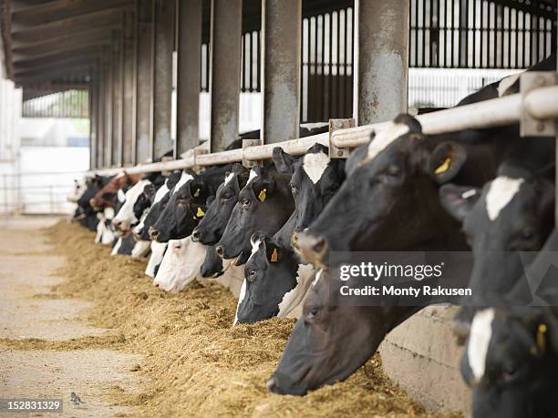 friesen cows feeding in dairy shed - vache frisonne photos et images de collection