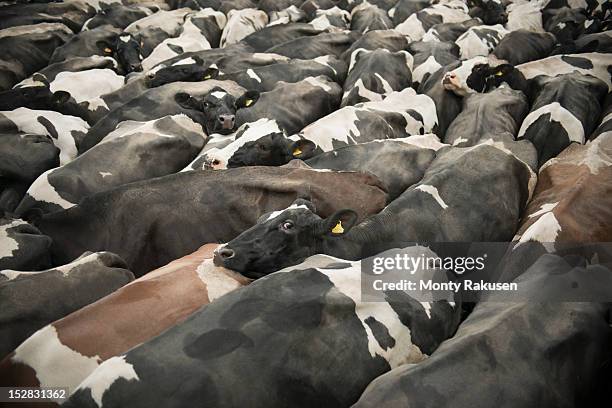 friesen cows, full frame detail, high angle - troupeau photos et images de collection