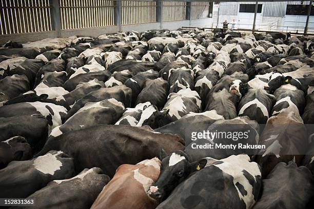 friesen cows in dairy farm shed, high angle - abundance stock-fotos und bilder