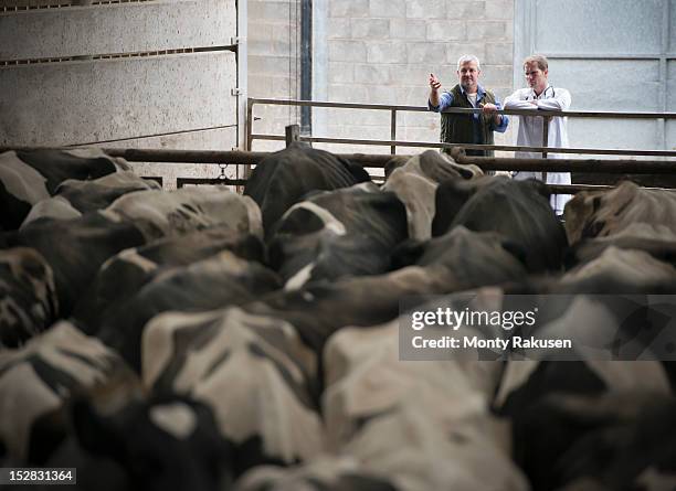 farmer and vet discussing cows in diary farm shed - große tiergruppe stock-fotos und bilder