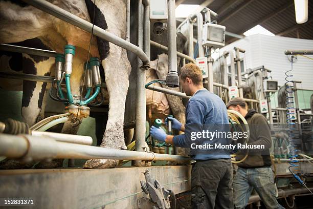 farmers using milk cluster to milk cows in milking parlour on dairy farm - milking machine ストックフォトと画像