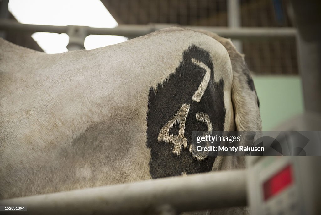 Detail of cow's rump with number on it in dairy fram