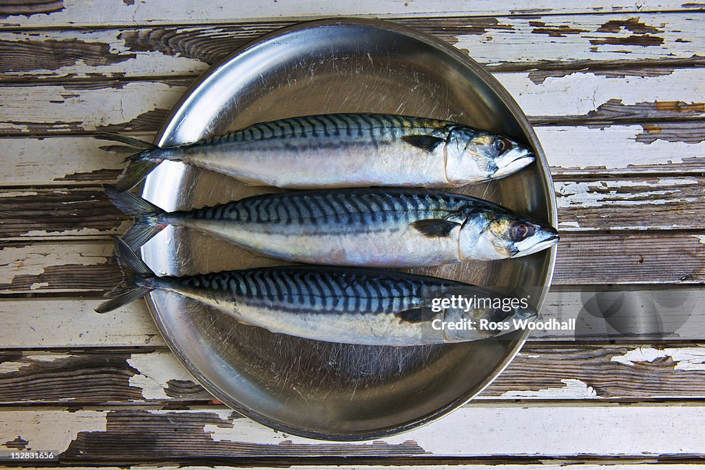 Close up of plate of mackerels