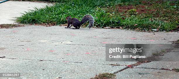 Squirrel stands near red dots that indicate where ground penetrating radar found an anomaly at the site where a tipster reported to police that the...