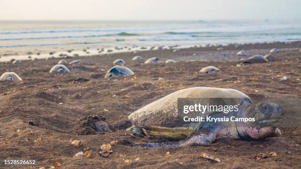 a sea turtle nesting ritual: olive ridley sea turtle nesting on the beach, costa rica - pacific ridley turtle stock pictures, royalty-free photos & images