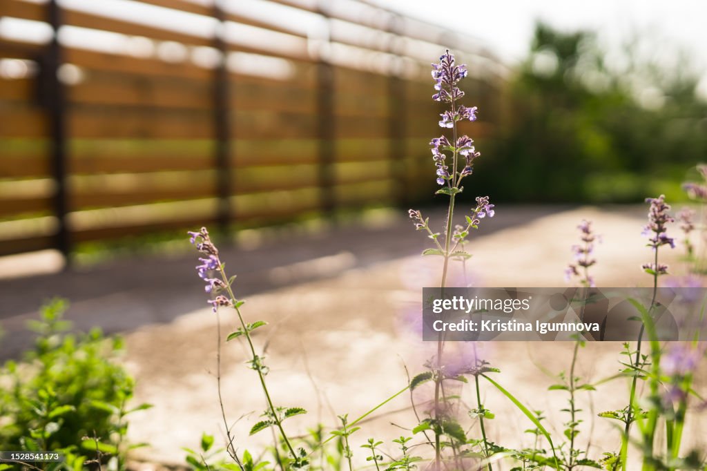 Blooming mint in summer garden against background of fence