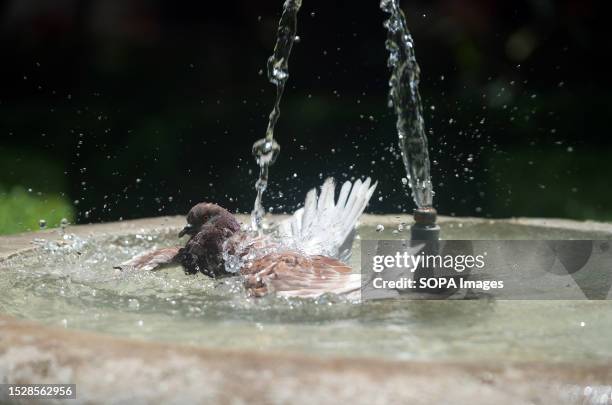 Pigeon is seen in a public fountain amid an intense heatwave in Malaga. Spain is experiencing high temperatures across the country. According to the...