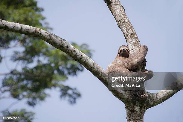 preguiça-of-marrom throat (bradypus variegatus) - marrom stock-fotos und bilder