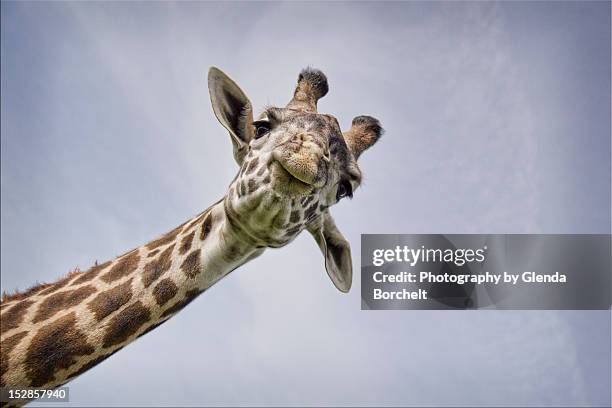 giraffe - giraffe stock pictures, royalty-free photos & images