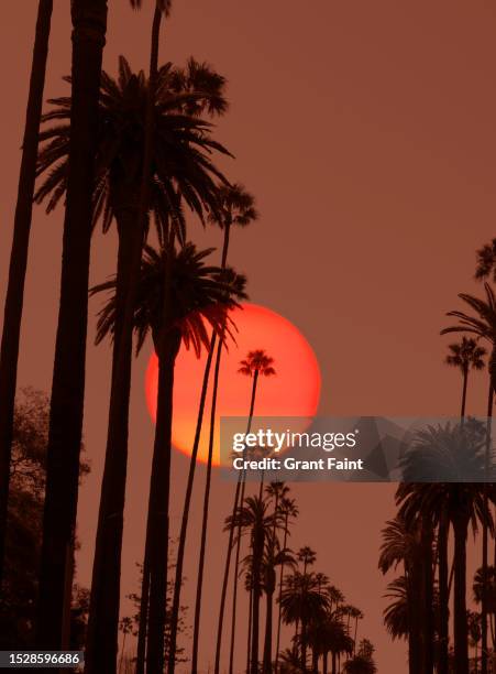 sunset and plam trees - hollywood fotografías e imágenes de stock