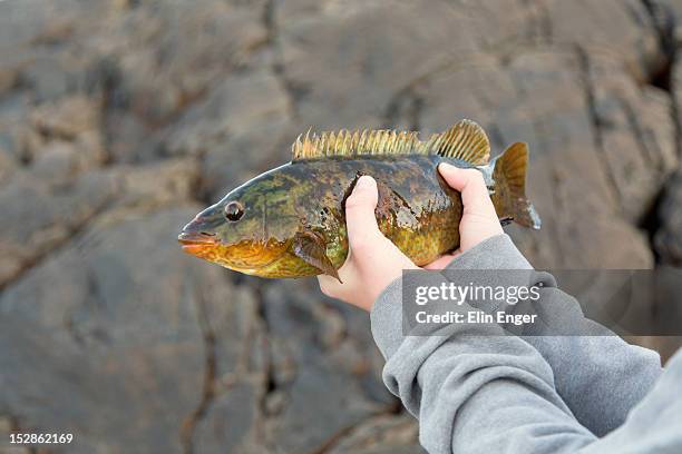 Ballan Rass 28 Ballan Wrasse Stock Photos, High-Res Pictures, and Images - Getty Images