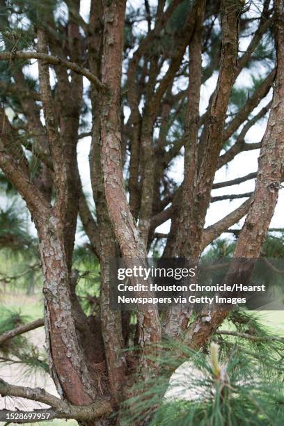 Pinus taeda 'Nana' also known as Dwarf Loblolly Pine at the Peckerwood Garden Foundation, Wednesday, March 23 in Hempstead.