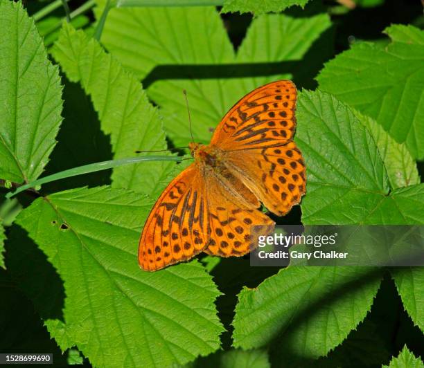 silver-washed fritillary butterfly [argynnis paphia] - fritillary butterfly stock pictures, royalty-free photos & images